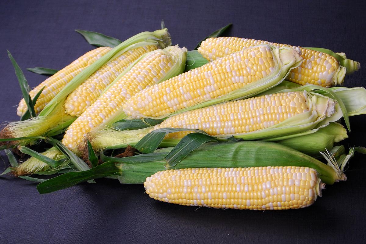 Elysian CAPBF20-2076 Nirvana Series Crookham Sweet Corn Seed