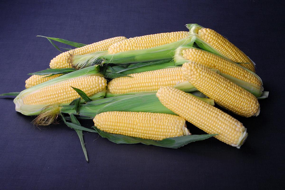 Golden Halo_Nirvana Series_sh2i Crookham Sweet Corn Seed Crookham Sweet Corn Seed Golden Halo Nirvana Series sh2i