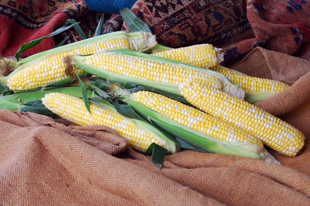 Shipper Globetrotter Crookham Sweet Corn Seeds