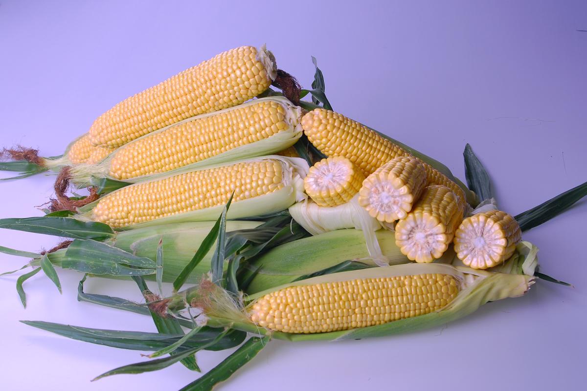 CHYP19-1531 Landcruiser Processor Crookham Sweet Corn Seed