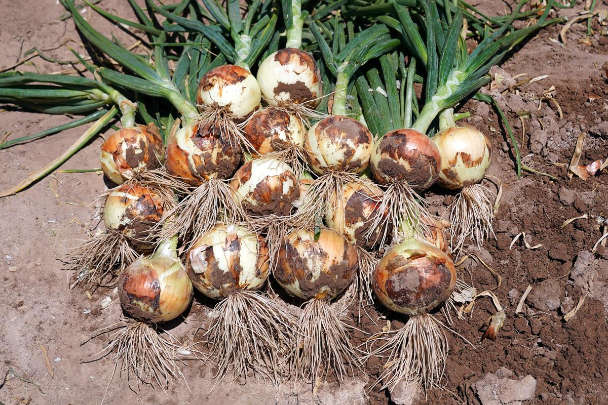 OSYS14-3140 Melilla Short Day Crookham Onion Seed