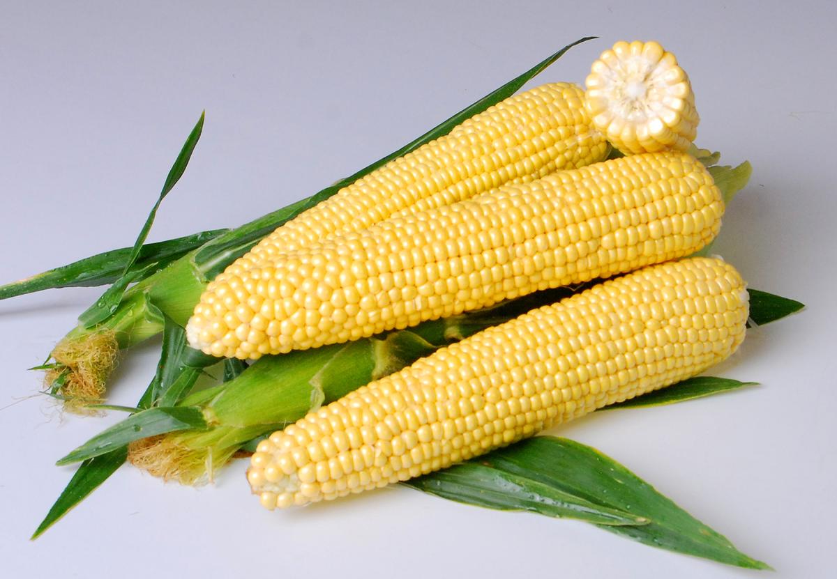 Hardi GI5 ears on table Crookham Sweet Corn Processing Seed Hardi GI5 Crookham Sweet Corn Processing Seed ears on table