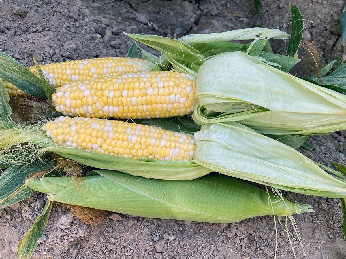 Pot of Gold sh2i Crookham Company Sweet Corn Seed Ears in Field Crookham Company Sweet Corn Seed Fresh Market Pot of Gold sh2i