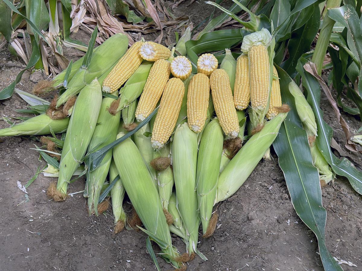 Sweet Corn Processor Impress_Seed Ears in Field Crookham Company