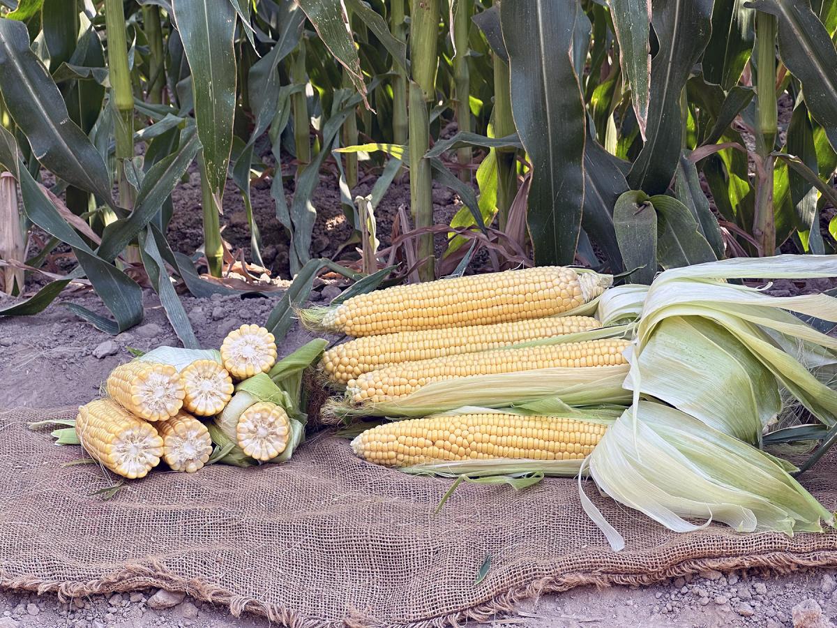 Crookham Sweet Corn Processor Seed Ears in Field ZHY5233