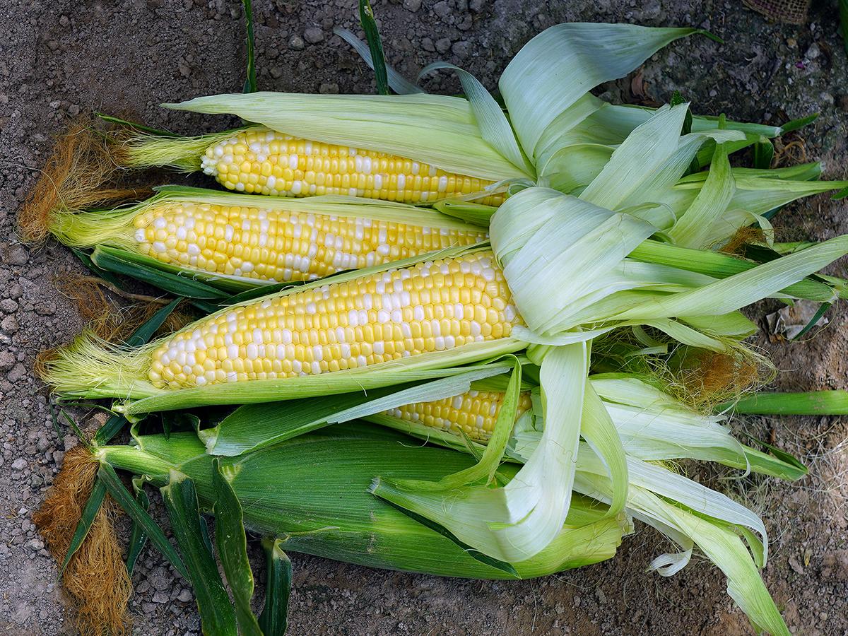 Kristine Improved Ears of Corn in Field Sweet Corn Crookham Company Ears of Corn in Field Kristine Improved Sweet Corn Crookham Company