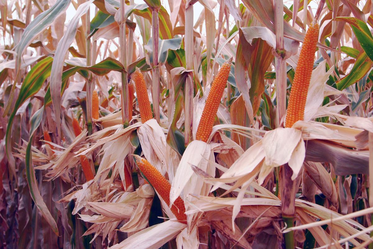 R427 Robust Popcorn Crookham Company Seed Ears in Field Double Ears in Field R427 Robust Popcorn Crookham Company