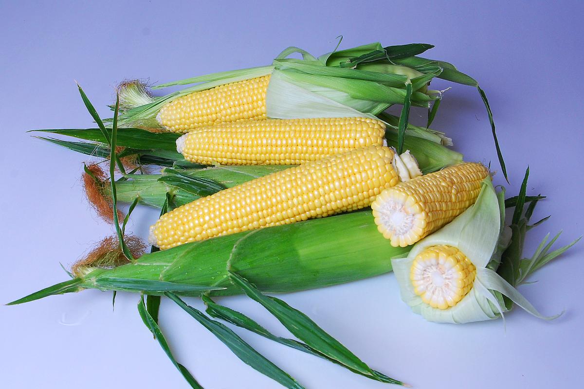Enterprise Crookham Company Sweet Corn Processor Seed Crookham Company