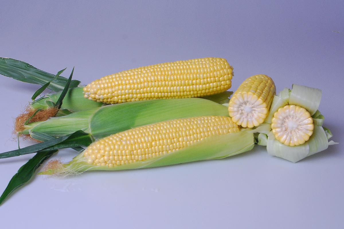 Galaxy Improved Sweet Corn Processor Seed_Ears on Table Crookham Company Sweet Corn Processor Seed Galaxy Improved_Ears on Table Crookham Company