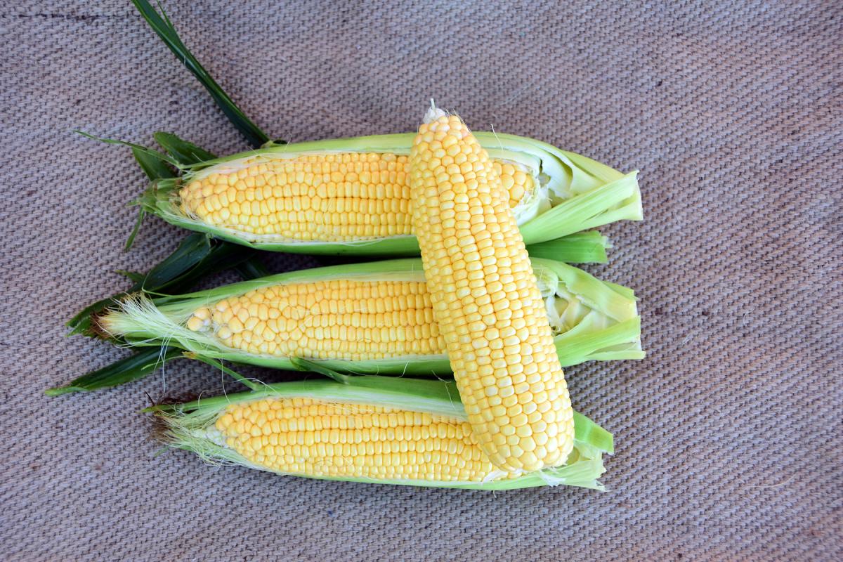 Galaxy Australia Sweet Corn Processor Seed Ears on Cloth Crookham Company Sweet Corn Processor Seed Galaxy Australia Ears on Cloth Crookham Company