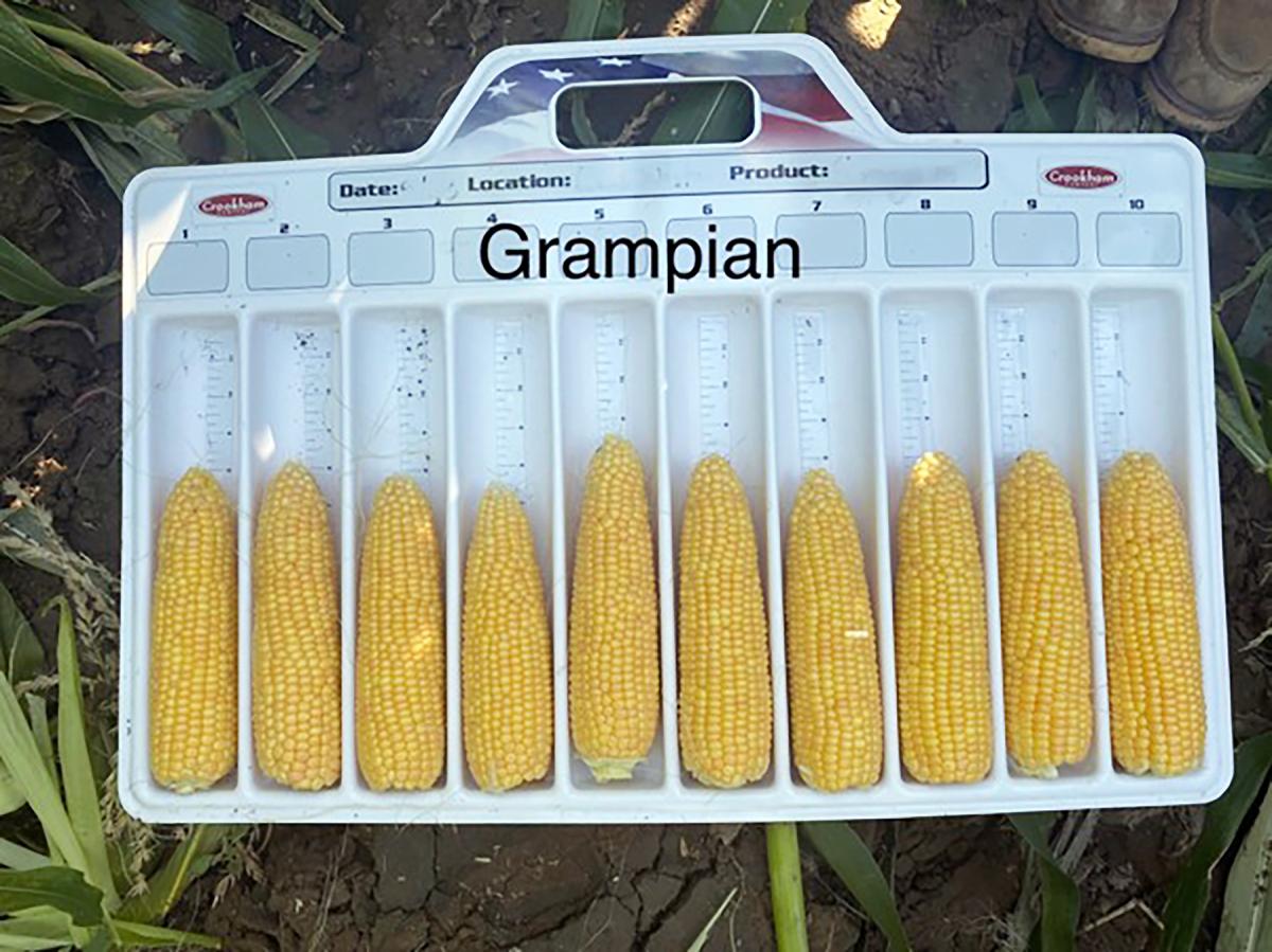 Grampian Cross section of Ears on Measuring Tray in Field Pacific Northwest Sweet Corn Processor Seed Crookham Company 