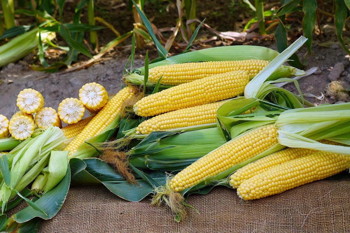 Grenadier Sweet Corn Processor Seed Crookham Company Grenadier stack of ears in field US Pacific Northwest Crookham Company Seed