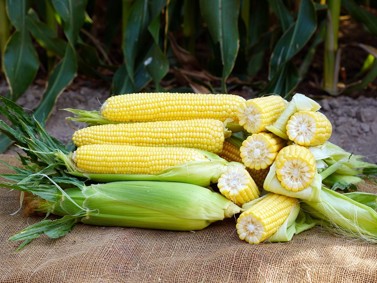 Imperator  Ears in Field Crookham Company Sweet Corn Processor Seed