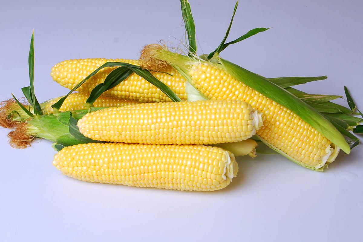 Prelude Crookham Company Sweet Corn Processor Seed Crookham Company ears on table