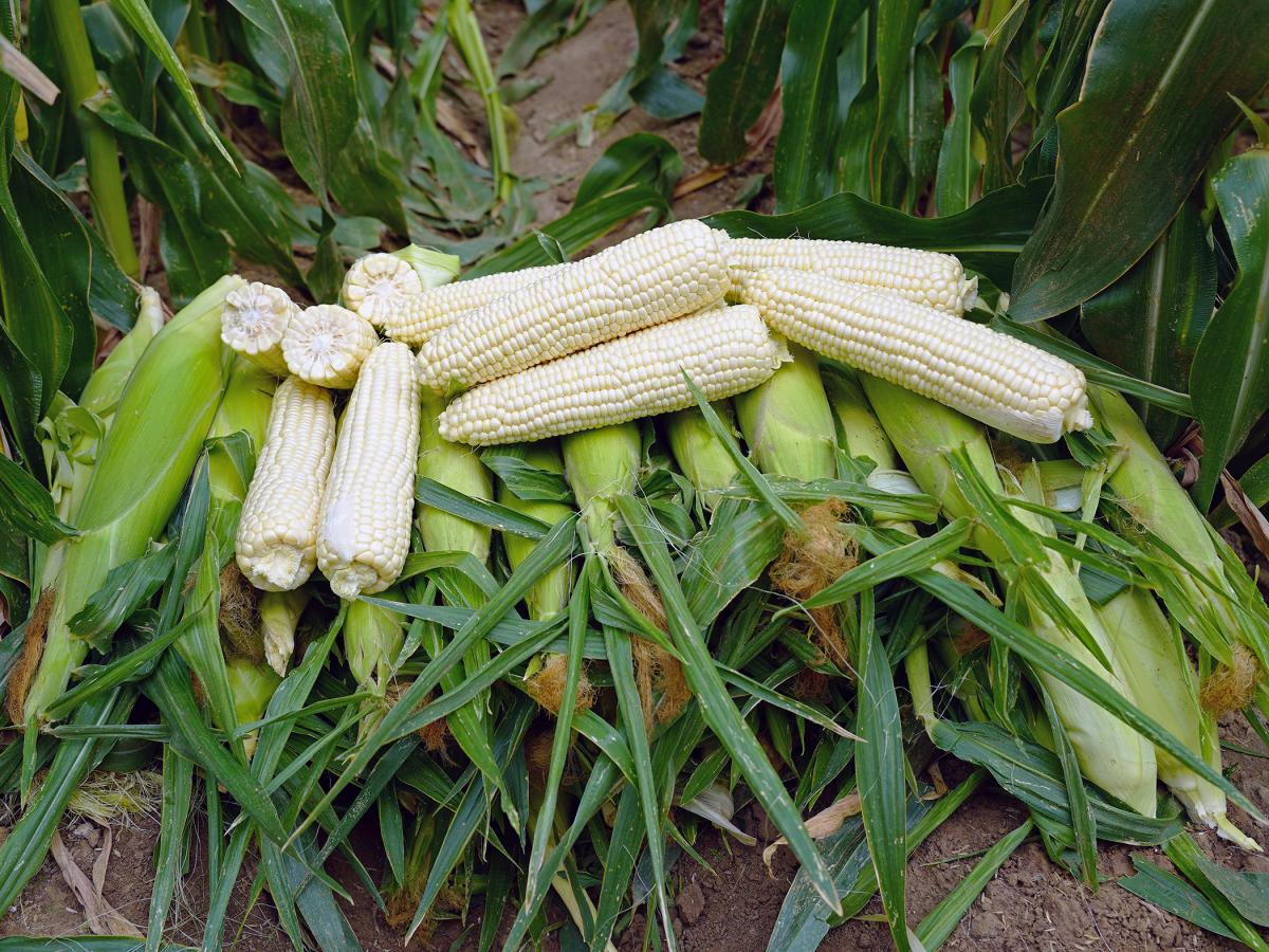 Snogum Pacific Northwest  stack of ears in field Sweet Corn Processor Seed Crookham Company