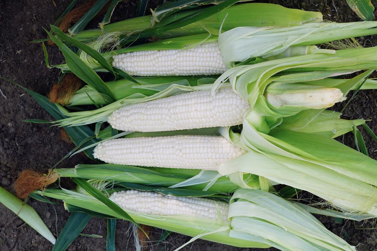 Stud Premium Sweet Corn Processor Crookham Stud Premium Sweet Corn Processor Crookham