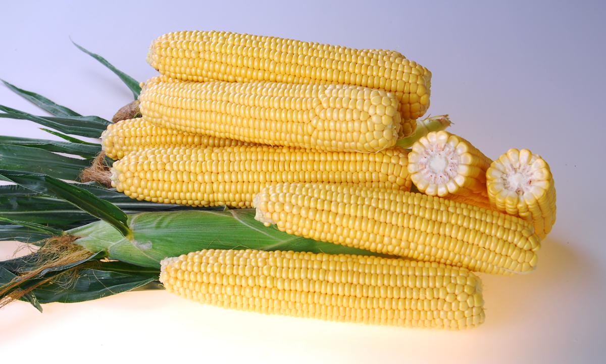 Sweet Corn Processing Seed ZHY5022OD Crookham Company