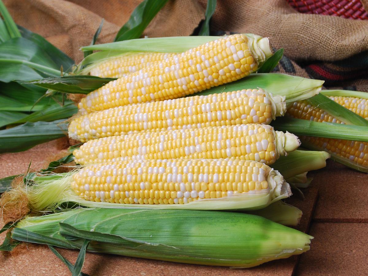 CHBF 19-1642 Dash Fresh Market Sweet Corn Seed Crookham Company