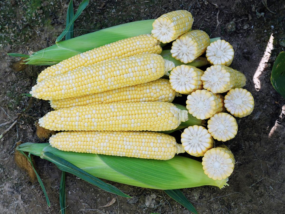 Ontario Improved Crookham Company Seed Sweet Corn Fresh Market 