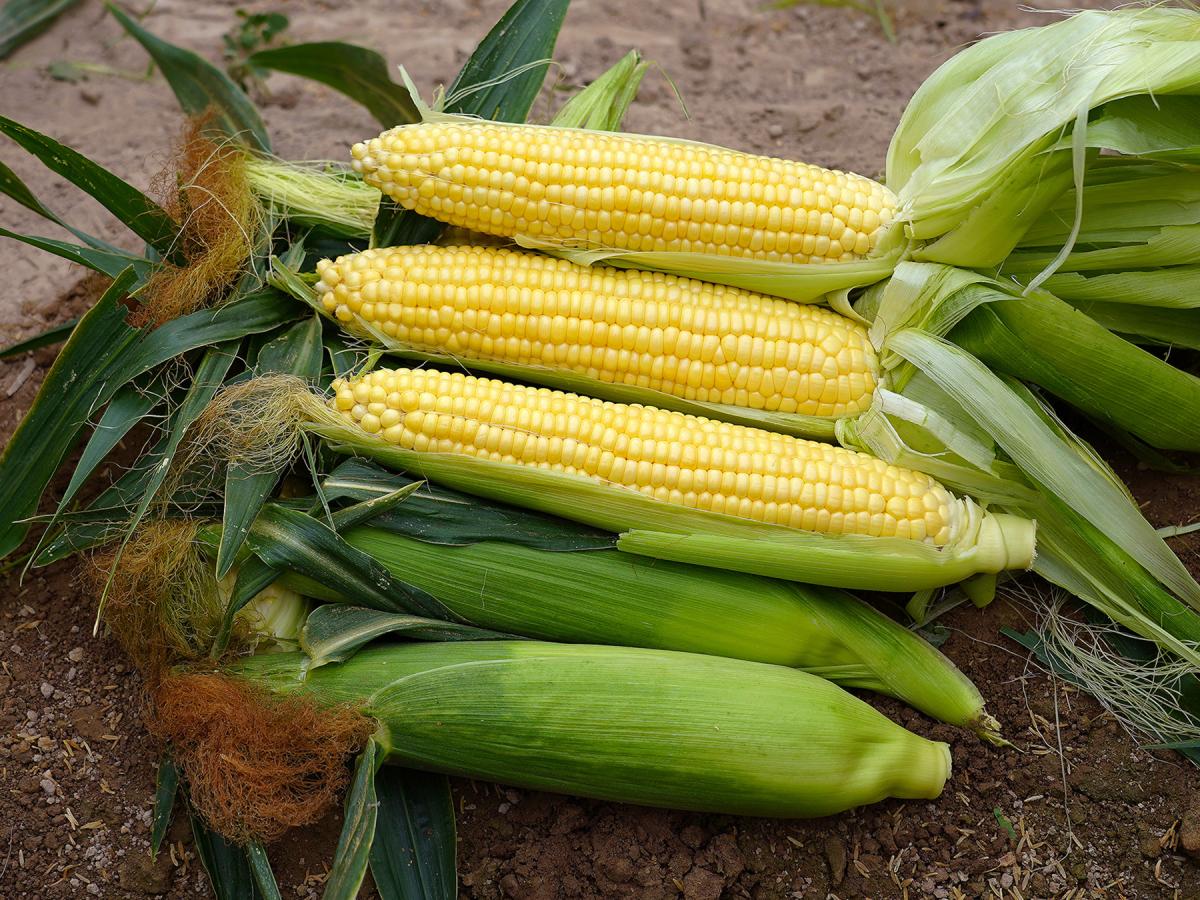 15-990_1 Sugar Start Crookham Sweet Corn Seed Ears in Field