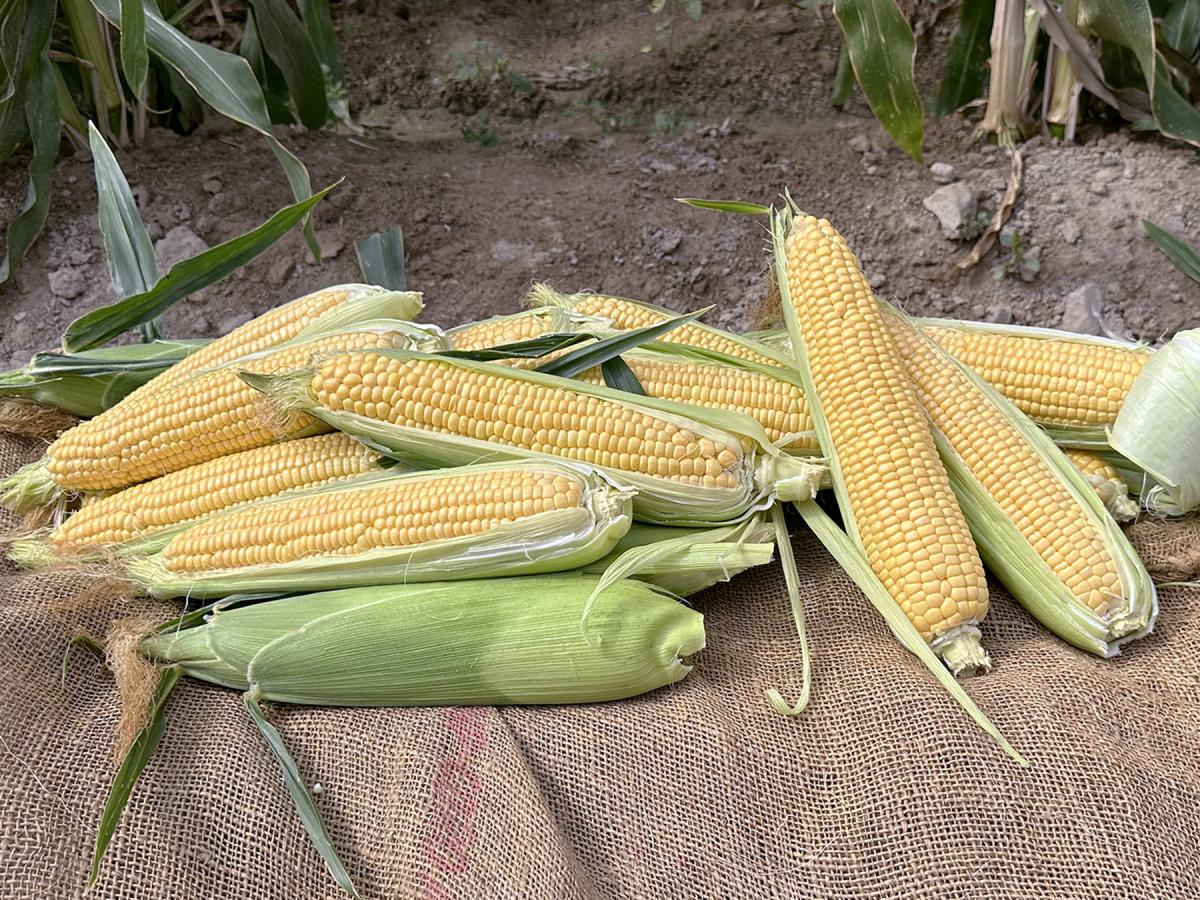 20-1743 Sumo Crookham Company Sweet Corn Seed  