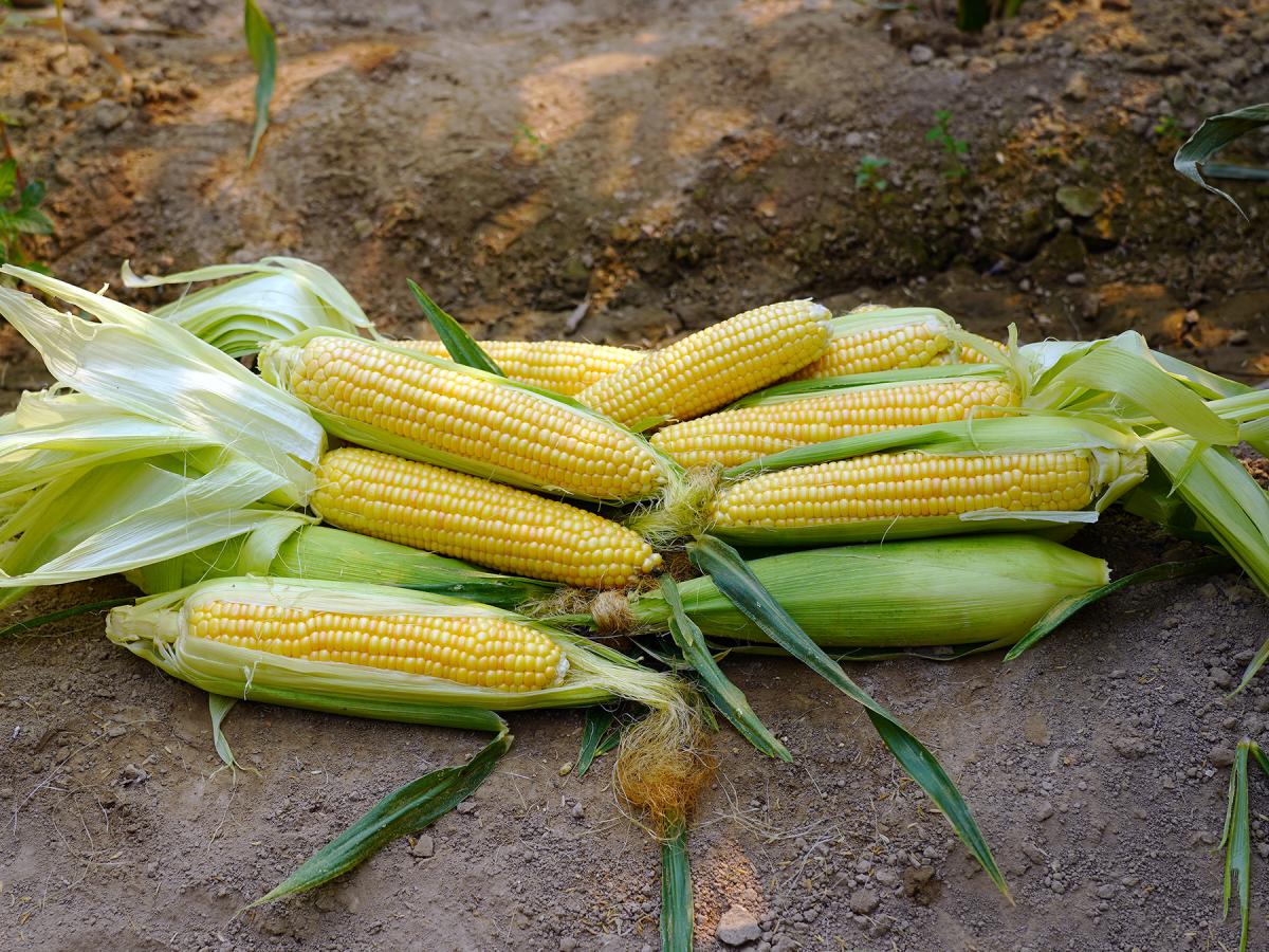 Sweet Corn Processor Seed Crookham 17-1218 CSUYP ears in field 