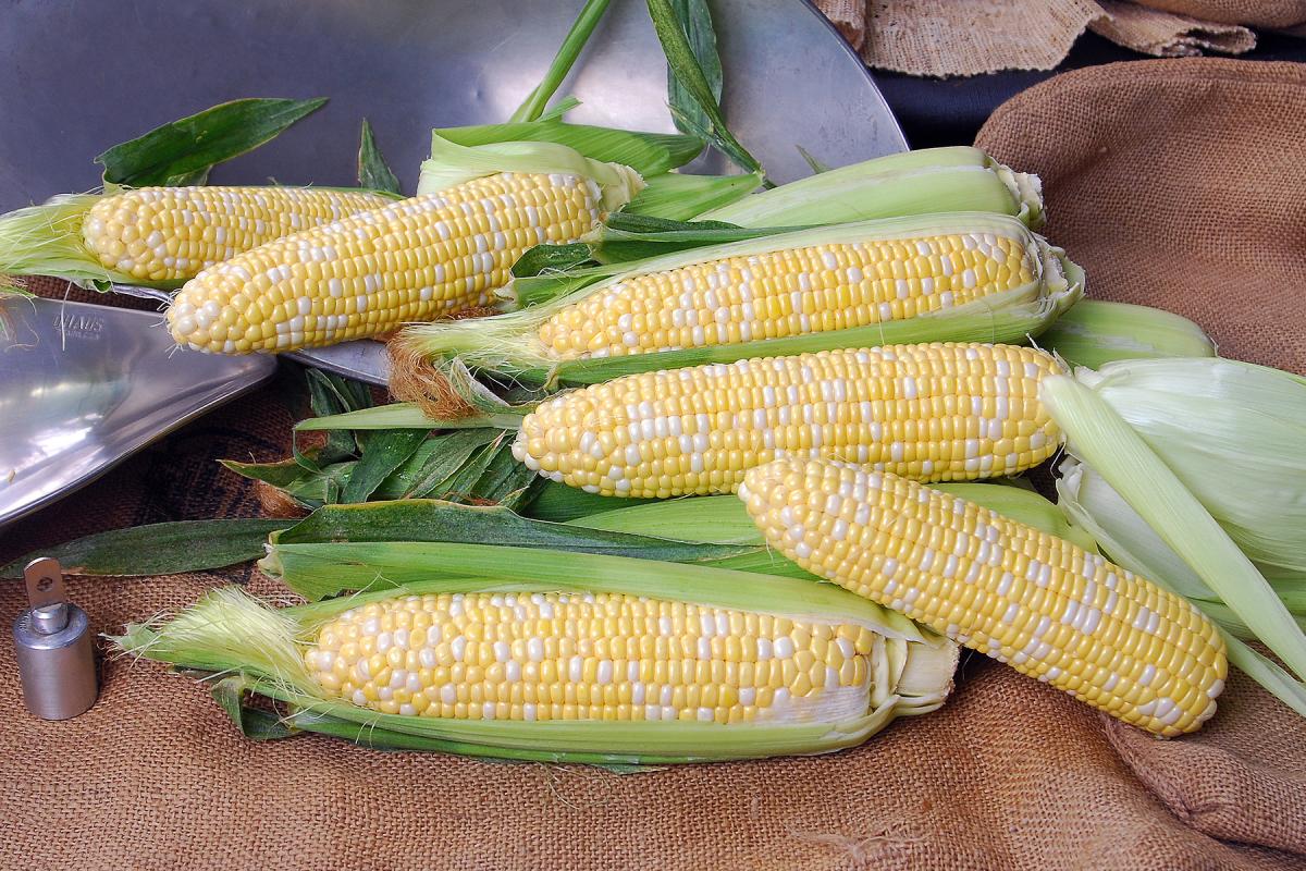 Crookham Sweet Corn Seed 22-2001i ears on table top