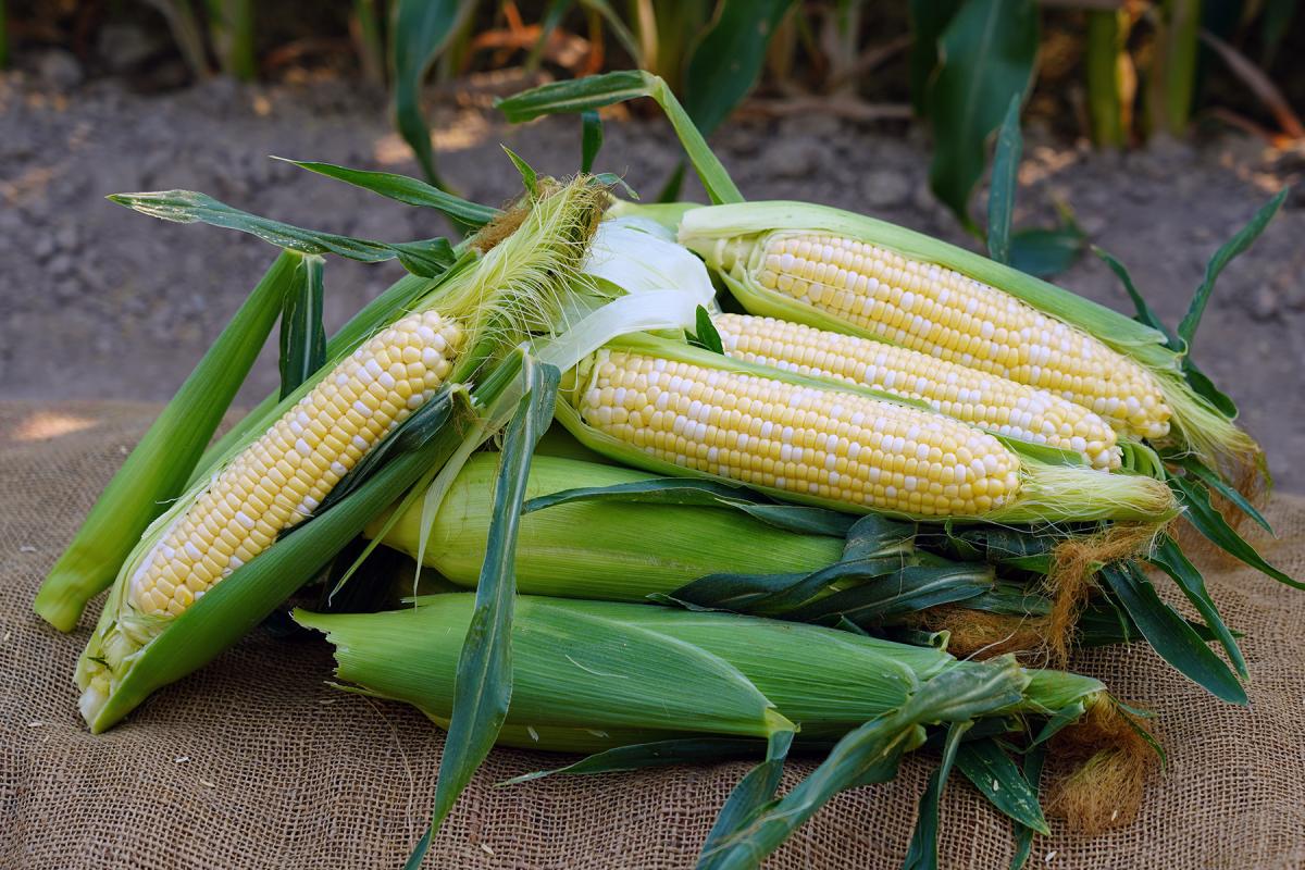 Crookham Sweet Corn Seed CABF22-2068i 