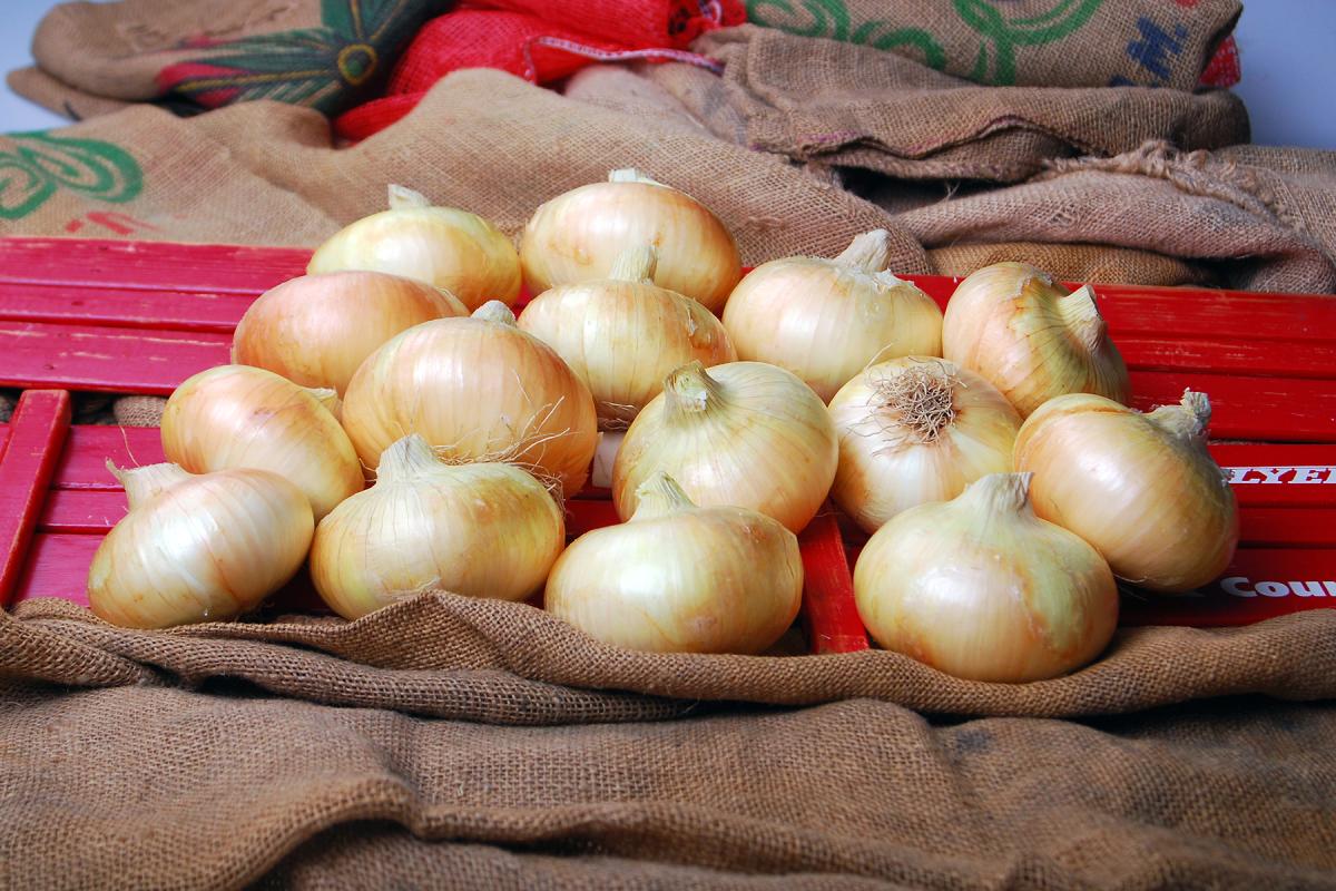 4022_Vidalia Onions Augusta_Crookham Onion Seed Onions on Table 