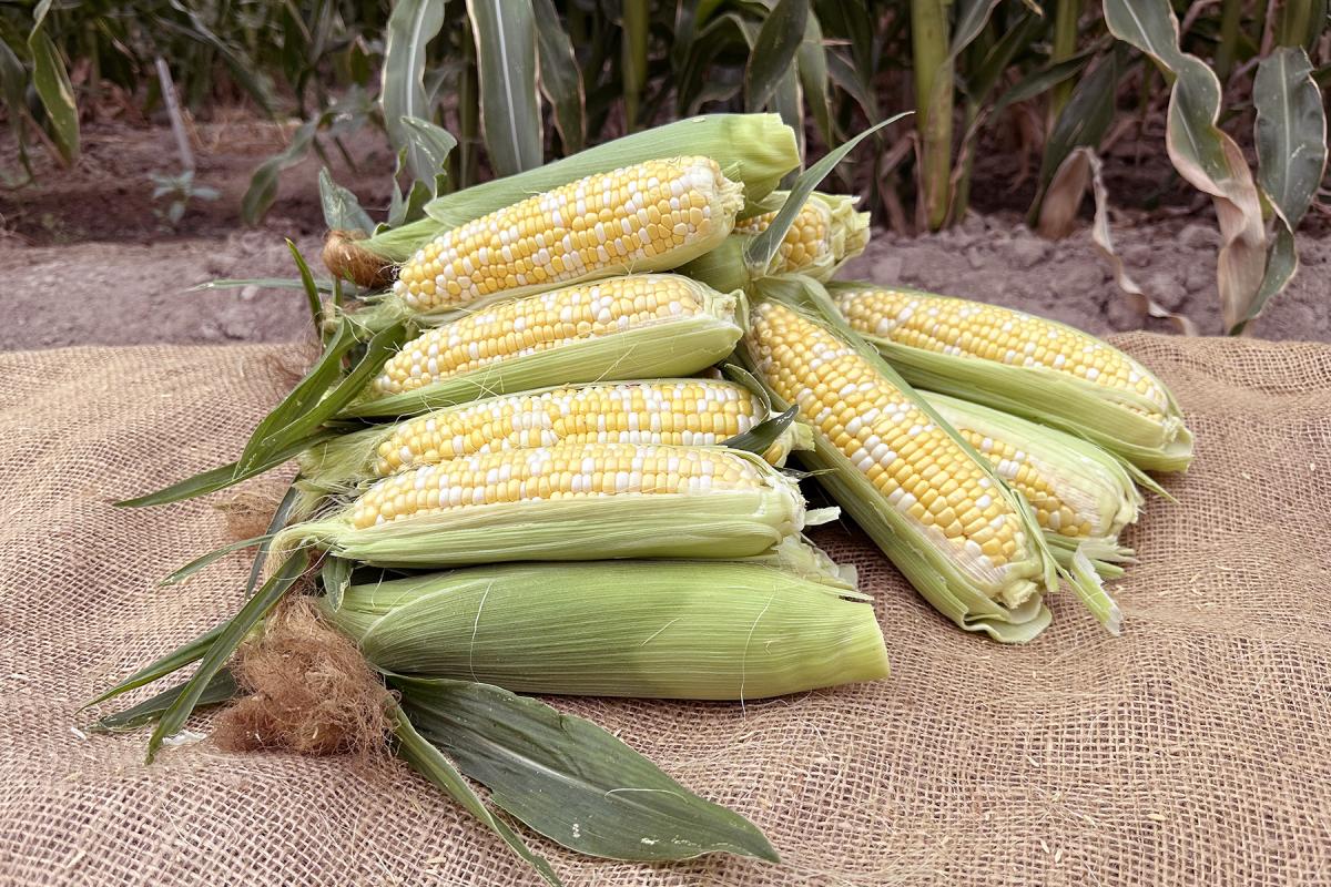 sh2i  15-1005i Crookham Company Sweet Corn Seed Ears in Field 