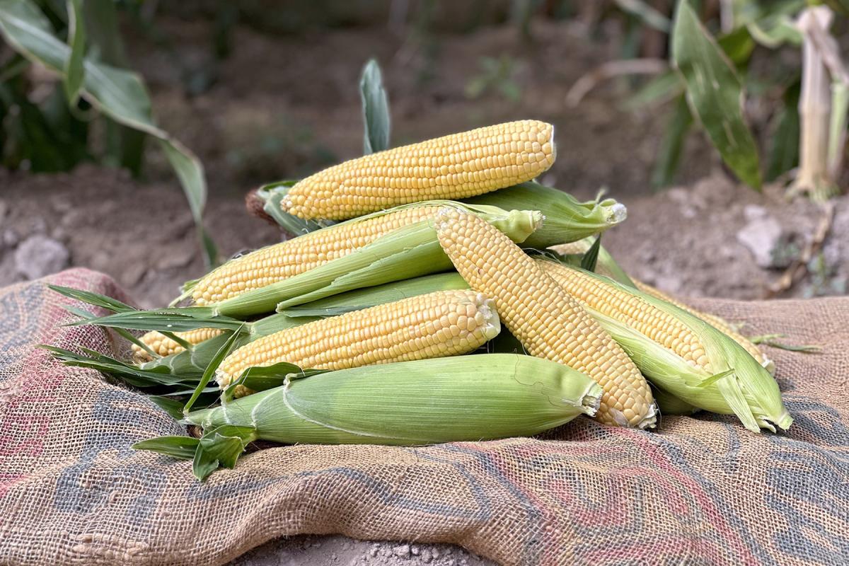 18-1292 Crookham Sweet Seed_Subtropical