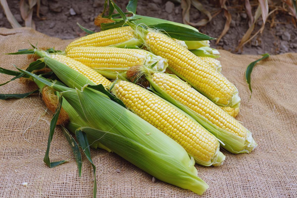 18-1309 Championship Sweet Corn Seed Crookham Company Ears in Field