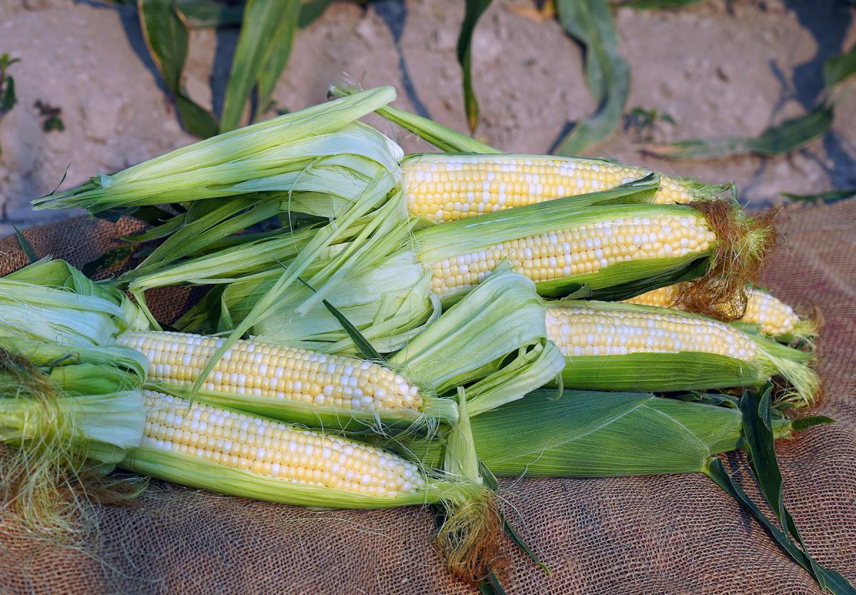 18-1453 Leadership Sweet Corn Seed Crookham Company Ears in Field