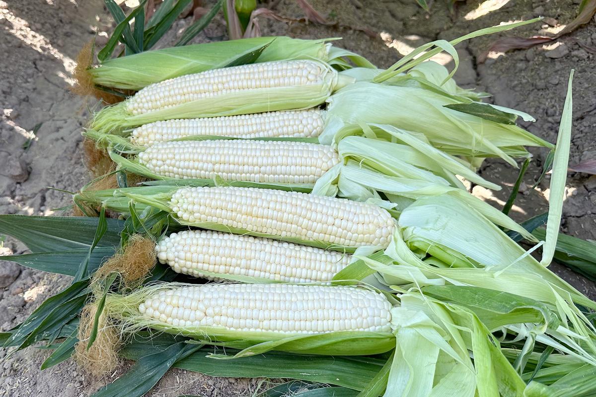 sh2i Sirius 18-1435 Crookham Sweet Corn Seed Ears in Field