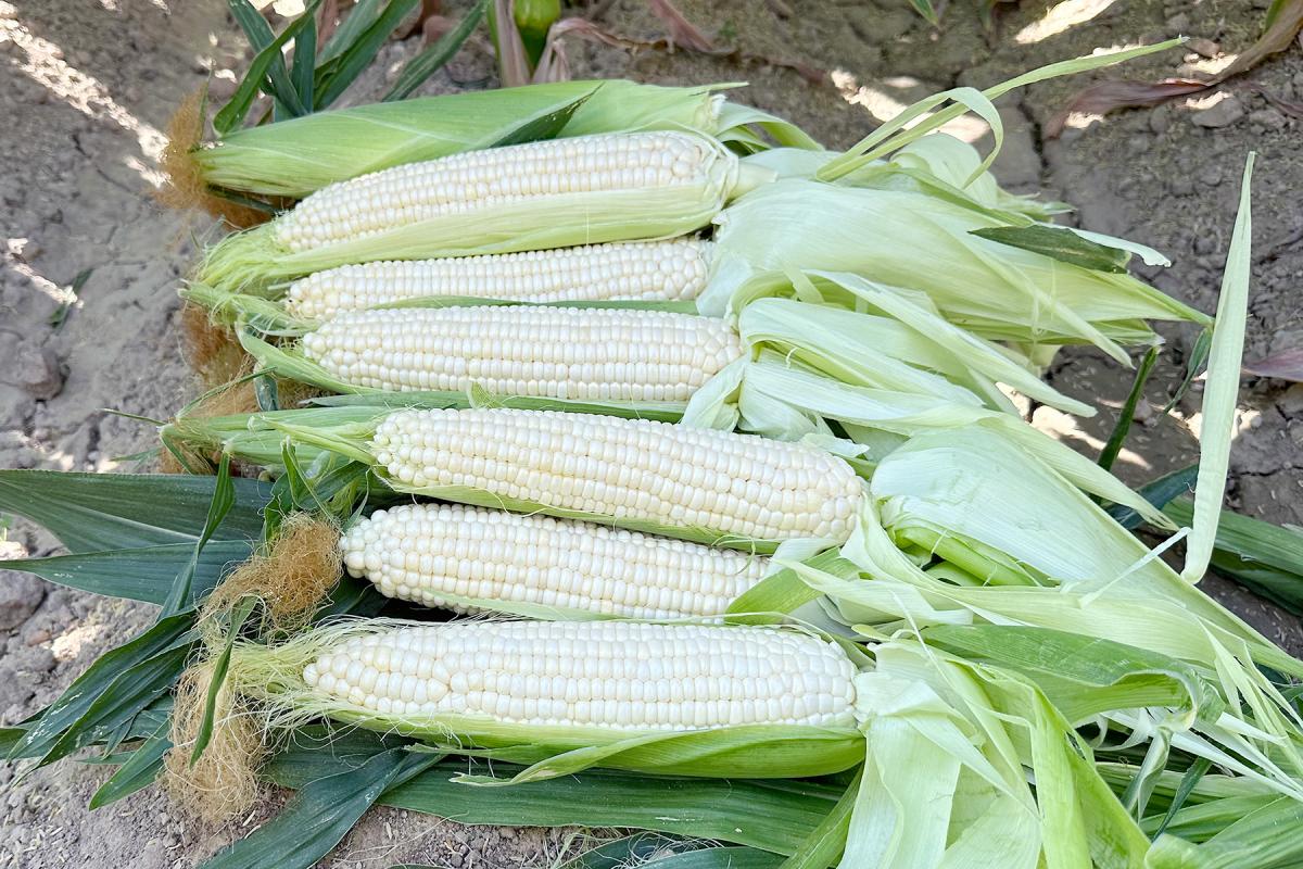 sh2i 18-1435 Crookham Sweet Corn Seed Ears in Field