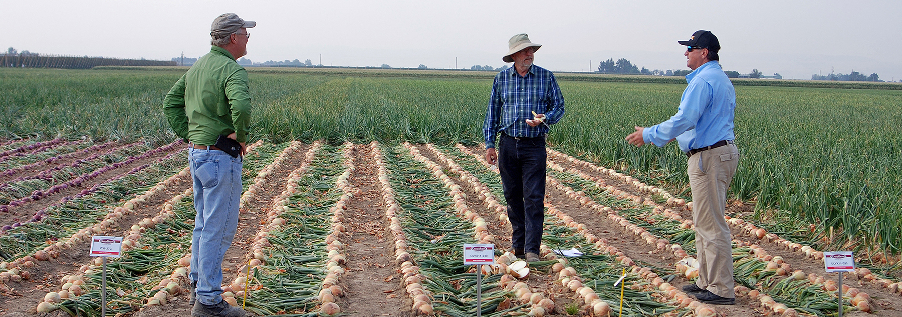 2020 Crookham Onion Show